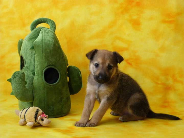 chinook puppy